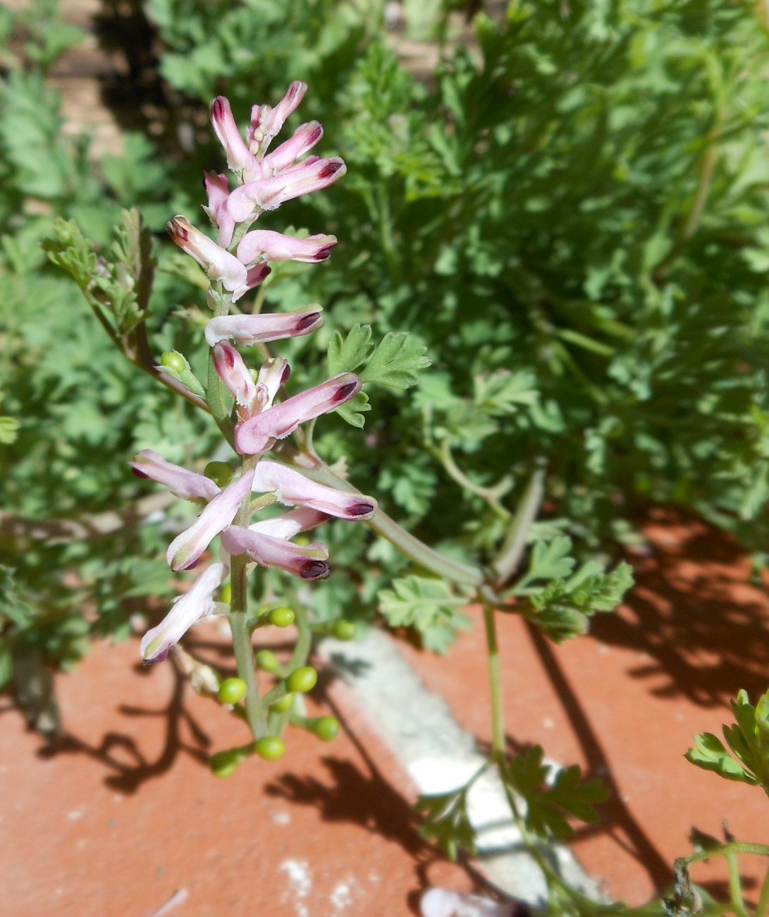 Fumaria bastardii Boreau/Fumaria di Bastard